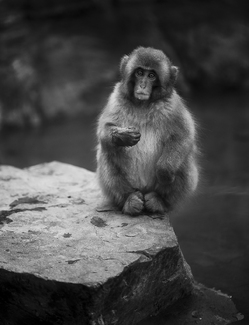 A Delicate Balance  A Delicate Balance