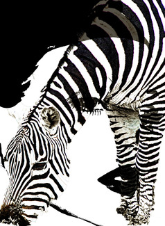 Mannequin and Zebra