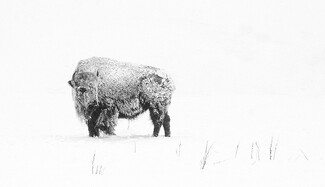 Bison Blizzard Bison Blizzard