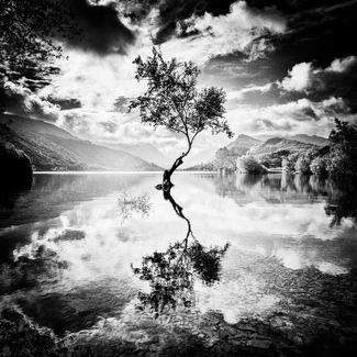 a Tree in Wales a Tree in Wales