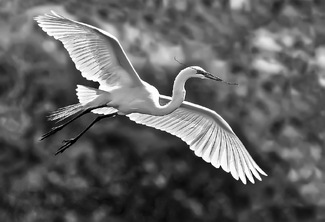Nestbuilder in flight Nestbuilder in flight