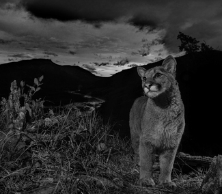 Sunset Cougar Sunset Cougar