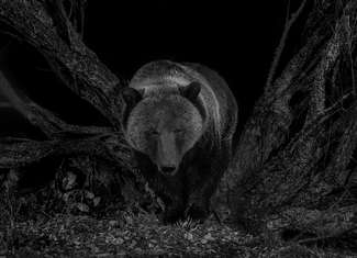 Ursus horribilis Ursus horribilis