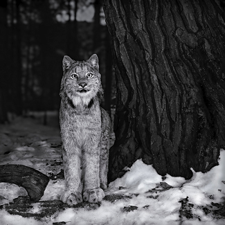 River Valley Lynx River Valley Lynx