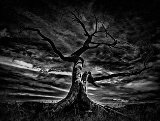 The Burmis Tree The Burmis Tree