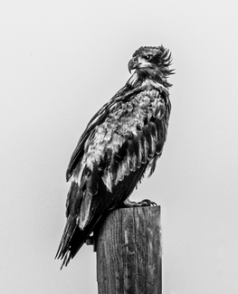 Young Eagle Young Eagle