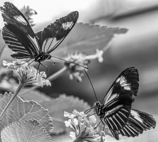 Reflection Reflection