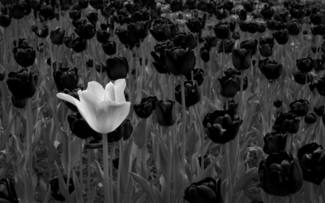 The white tulip