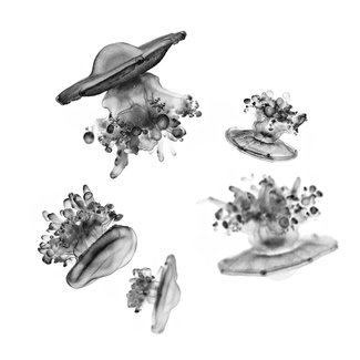 world of jellyfish world of jellyfish