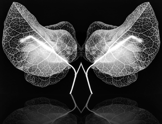 Electric Petals Electric Petals