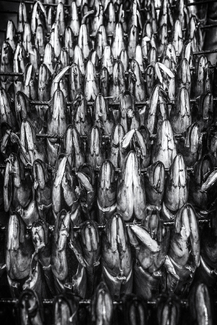 To be smoked mackerel To be smoked mackerel