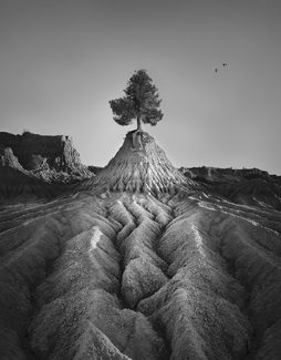 Mungo Tree Mungo Tree