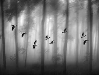 Pass Through Pass Through