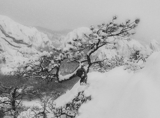 Snow Falling on Pine Snow Falling on Pine