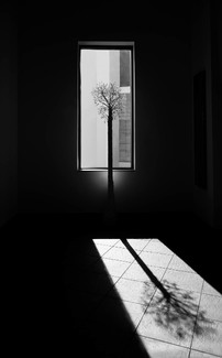 A Tree A Tree