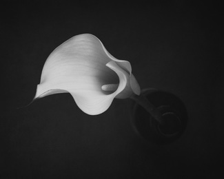 Calla Lily Calla Lily