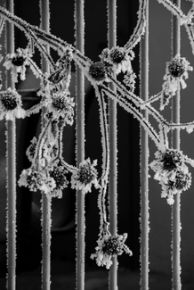 Frozen Flowers Frozen Flowers