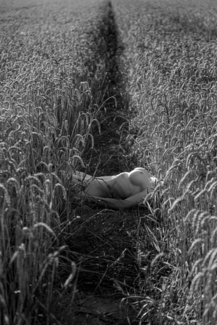 In the wheat field