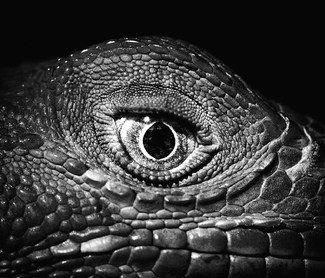 Eye of the beast Eye of the beast