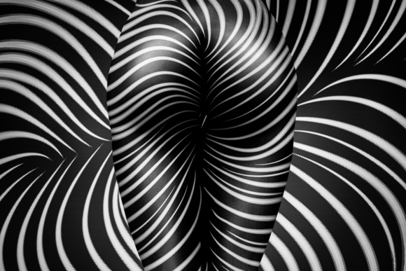 zebra - art - curves and lines
