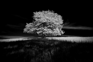 Infrared Elm Infrared Elm