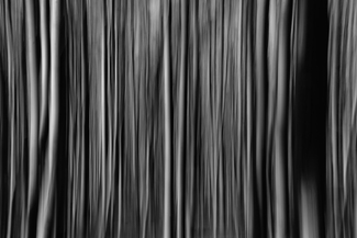 Magical forest Magical forest
