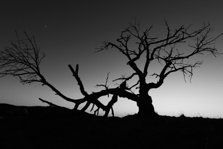 Old cherry tree Old cherry tree