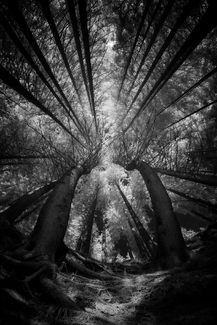 In the spruce forest In the spruce forest