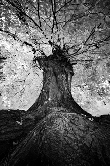 The Witness to History The Witness to History