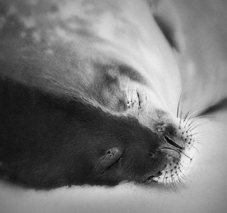 Black-and-white dreams Black-and-white dreams