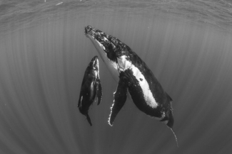 Mother and Calf