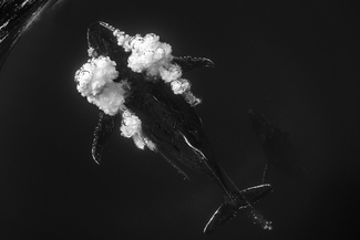 Bubble blowing Bubble blowing