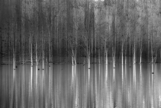 Emerging Beauties Reflected Emerging Beauties Reflected