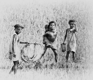 Rice Paddy Fishing Rice Paddy Fishing