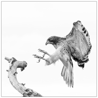 Red-Tailed Kite Red-Tailed Kite