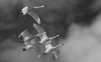 Close Formation, Trumpeter Swans Close Formation, Trumpeter Swans