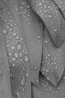 Wild leek leaves after rain. Wild leek leaves after rain.