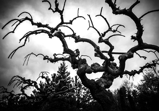 Eyes in the Trees Eyes in the Trees
