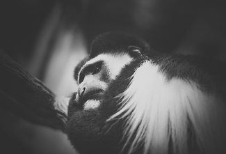 Colobus Monkey Colobus Monkey