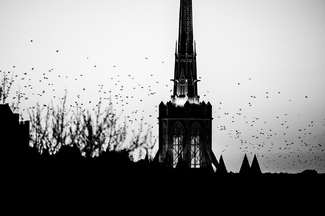 Murder of Crows Murder of Crows