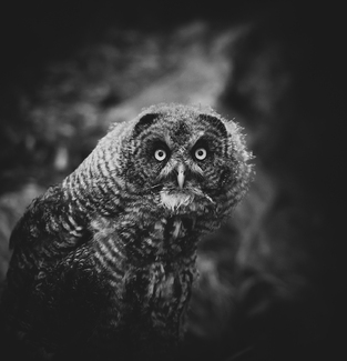 A Really Intense Moment with an Owl A Really Intense Moment with an Owl