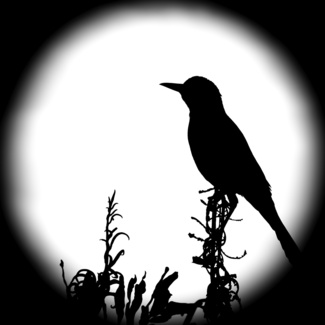 bird in silhouette