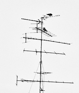 The urban tree The urban tree