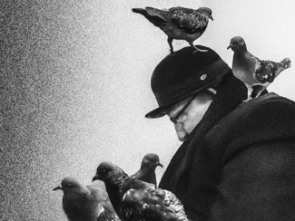 the man who loves pigeons