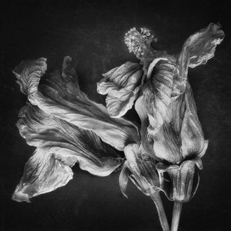 Hibiskos in Black and White Hibiskos in Black and White