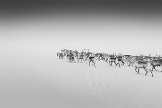 Reindeer Migration Reindeer Migration
