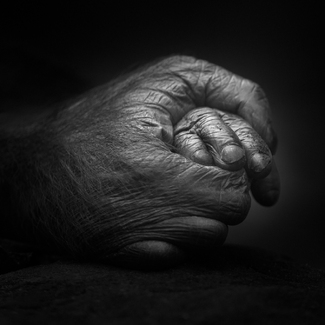 Ape hands and feet Ape hands and feet