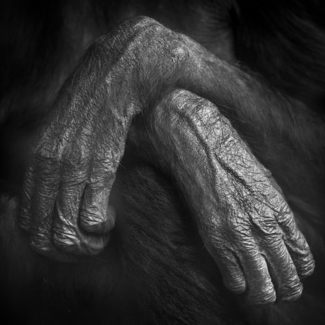 Ape Hands