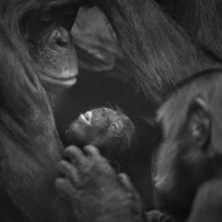 Baby Bonobo And Mother