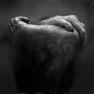 Ape Hand and Foot Nr. 1 Ape Hand and Foot Nr. 1